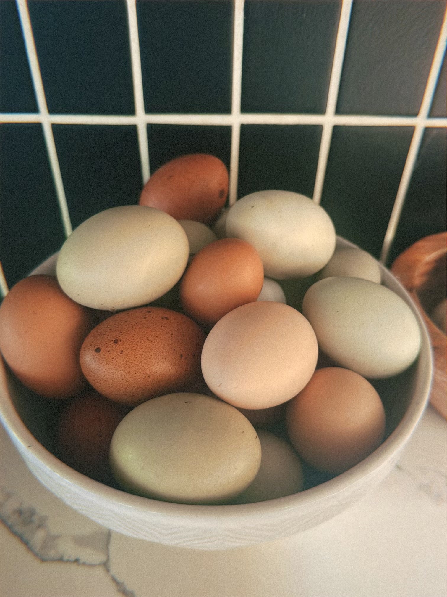 🌈 Rainbow Farm Fresh Eggs -1 Dozen