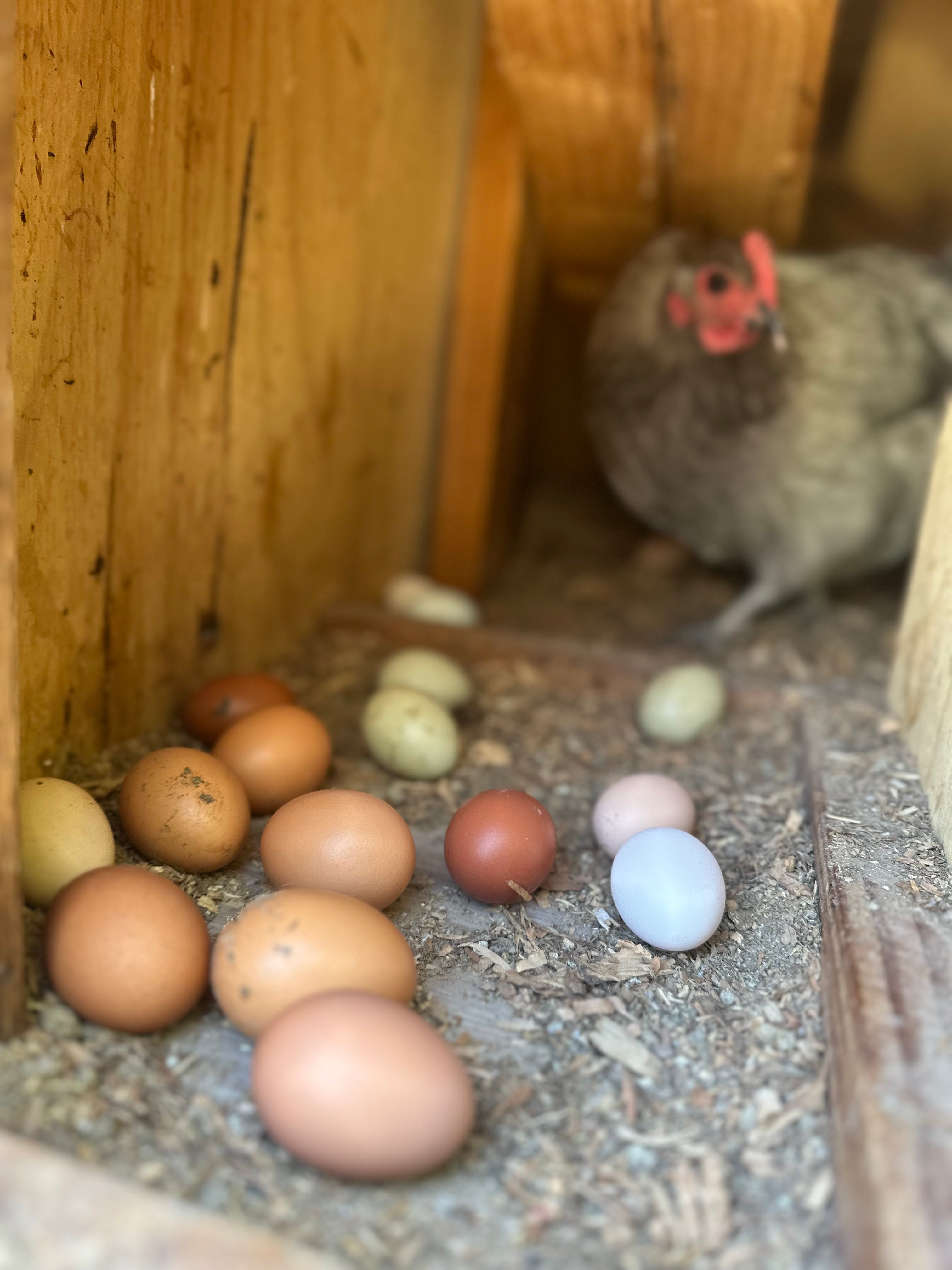 🌈 Rainbow Farm Fresh Eggs -1 Dozen